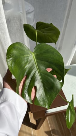 مونستيرا (القفص الصدري)