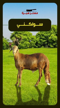 سواكني وزن16-18 كغ