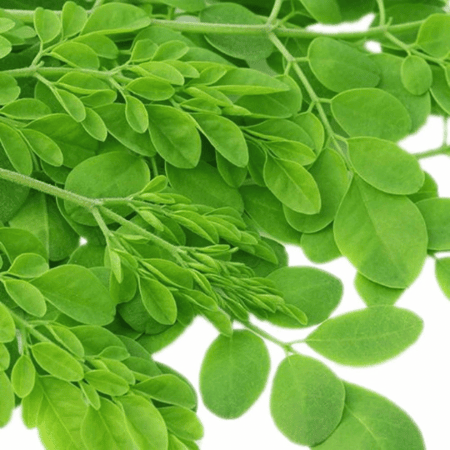 مورينجا عضوية