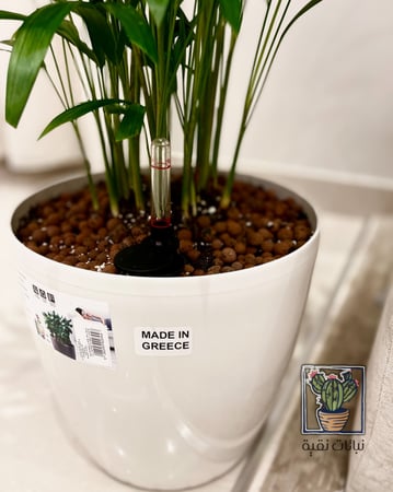 نبتة الاريكا