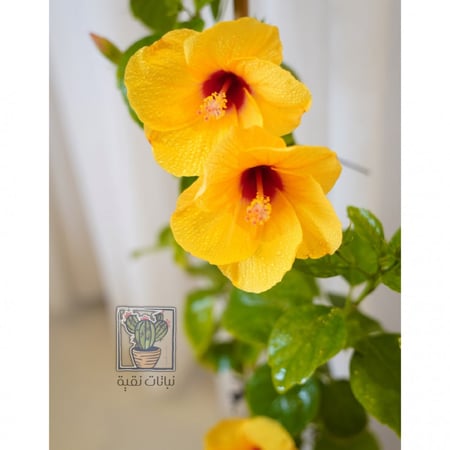 نبتة الهيبسكس