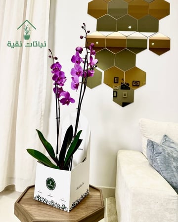 نبتة اوركيد فوشي