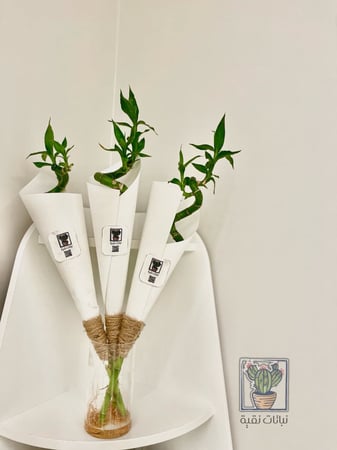 توزيعات ساق البامبو