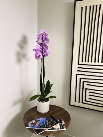 نبتة اوركيد فوشي