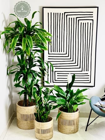 بكج نباتات داخلية