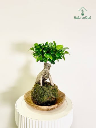 نبتة بونساي من الطبيعية