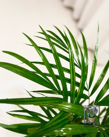 نبتة الاريكا