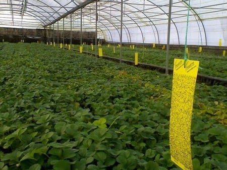 كرت أصفر لاصق