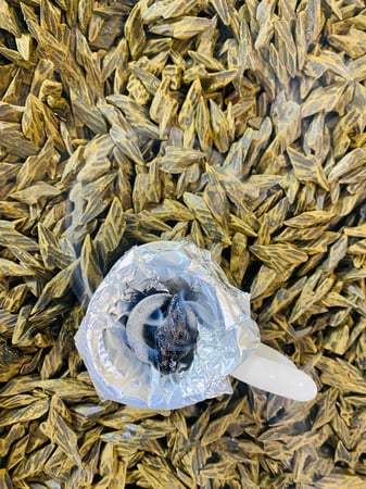 كمبودي تايقر