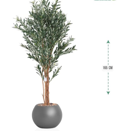 شجرة  زيتون حوض بلاستيك