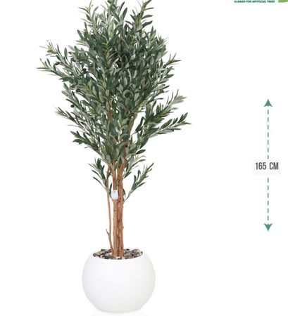 شجرة  زيتون حوض بلاستيك