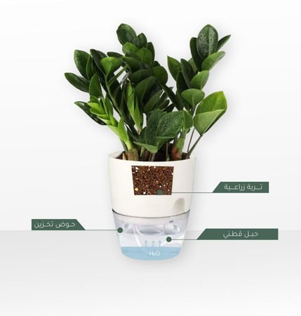 أوعية الري الذاتي للنباتات