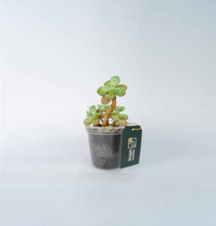 Graptosedum Miul Clustering