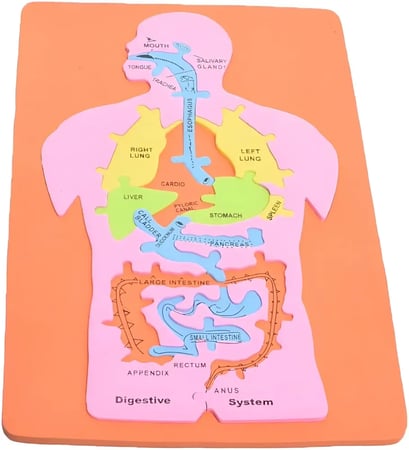 أجهزة جسم الانسان فوم