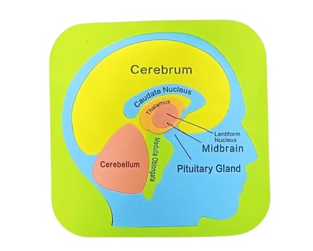 أجهزة جسم الانسان فوم