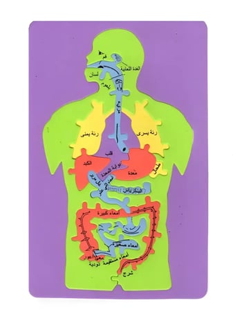 أجهزة جسم الانسان فوم