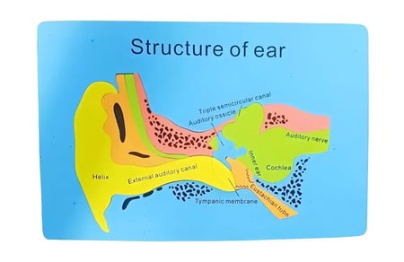 أجهزة جسم الانسان فوم