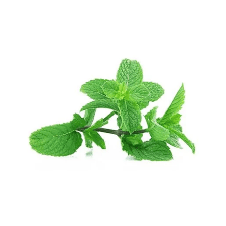نعناع - ربطة