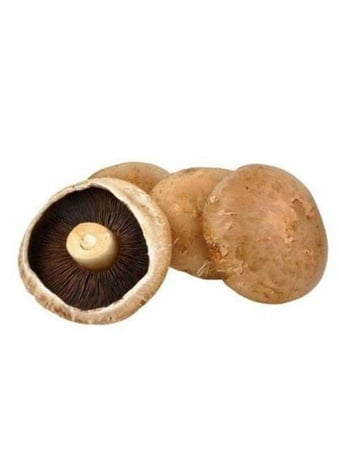 فطر بني - علبة