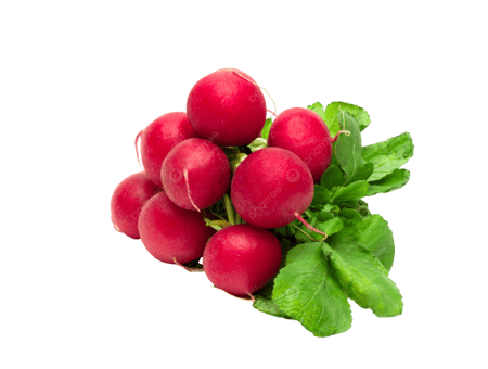 فجل احمر - ربطة