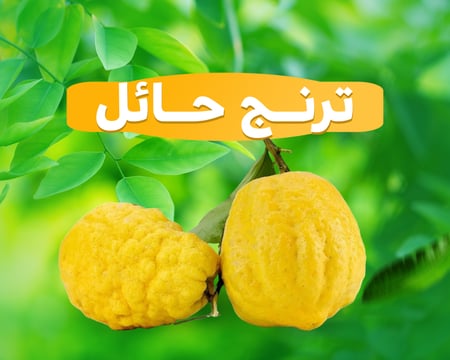 ترنج حائل