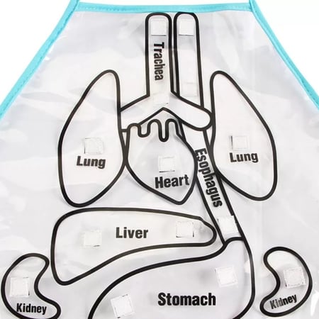 مريلة جسم الانسان