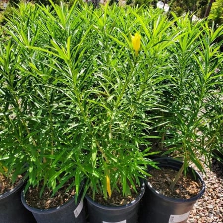 بذور شجرة تيفيتيا الصفراء (Thevetia peruviana)