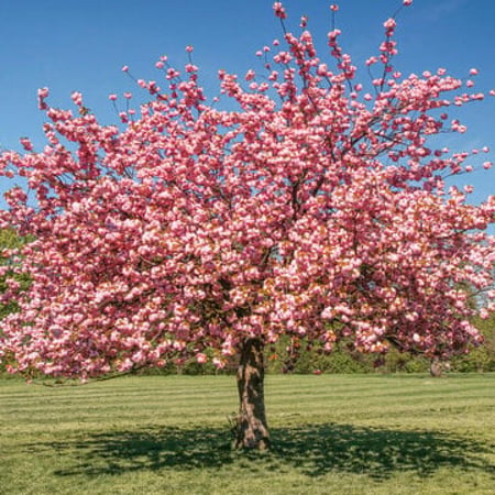 بذور شجرة ساكورا (الكرز اليابانية) Prunus serrulata