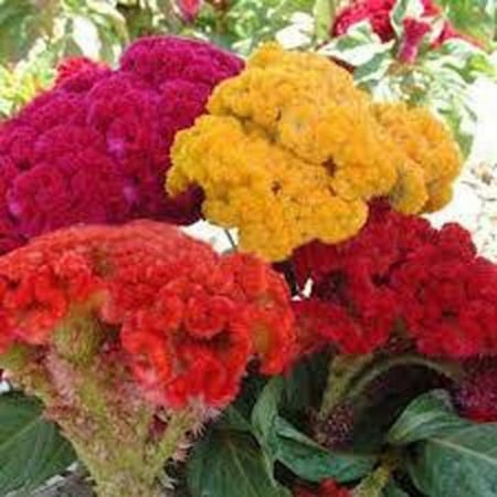 بذور نبات زهرة عرف الديك