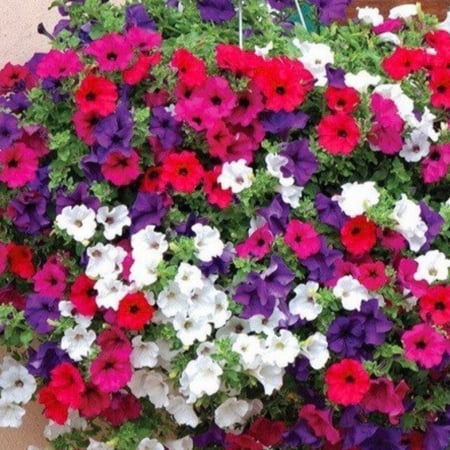 بذور زهور البتونيا