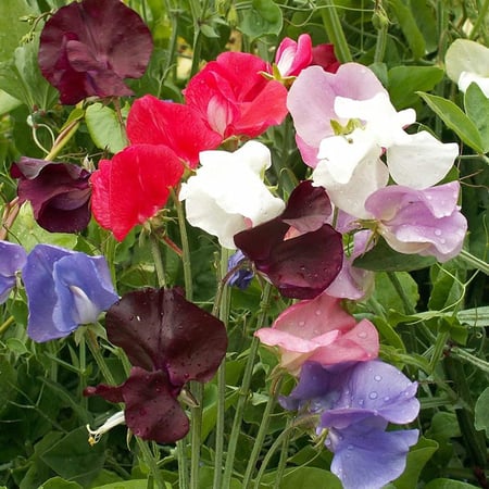 بذور بسلة الزهور (Lathyrus odoratus)