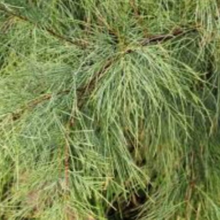 بذور شجرة الكازورينا (الأثل الأمريكي )