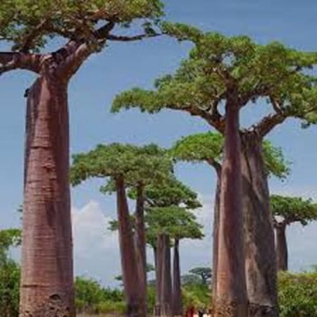 بذور شجرة الباوباب (التبلدي)