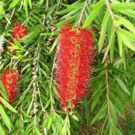 بذور شجرة فرشاة الزجاج