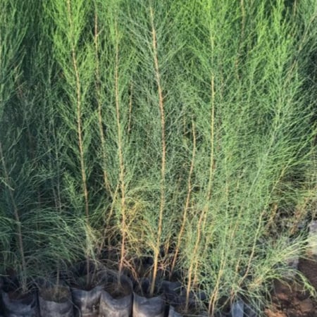 بذور شجرة الكازورينا (الأثل الأمريكي )