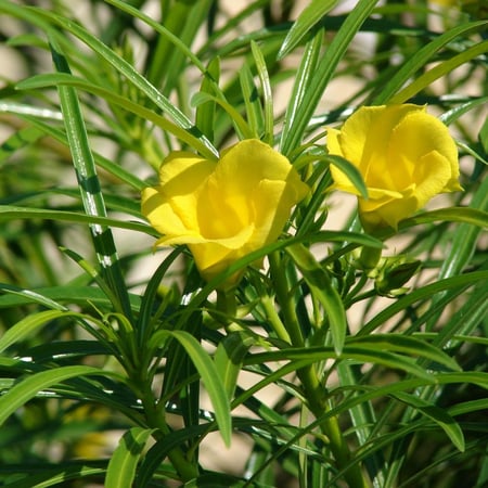 بذور شجرة تيفيتيا الصفراء (Thevetia peruviana)
