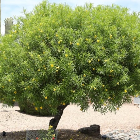 بذور شجرة تيفيتيا الصفراء (Thevetia peruviana)