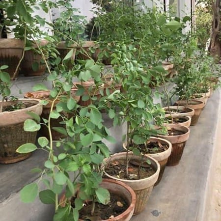 بذور شجرة السرسوع أو السيسم