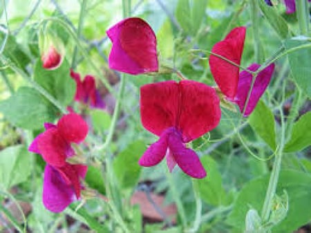 بذور بسلة الزهور (Lathyrus odoratus)