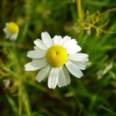 بذور زهور البابونج