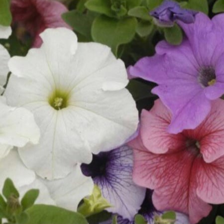 بذور زهور البتونيا