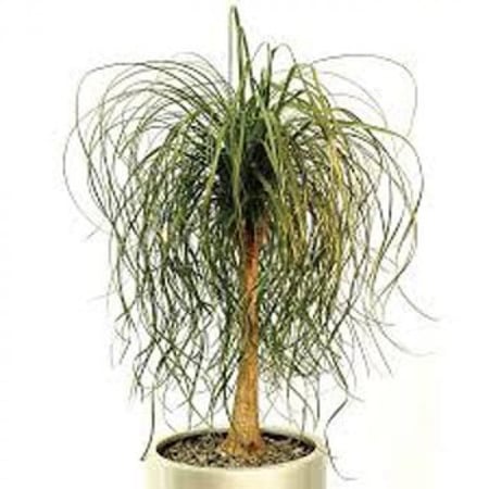 بذور نبات النولينا (رجل الفيل) Nolina recurvata