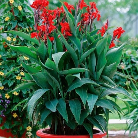 بذور الكنا الحمراء