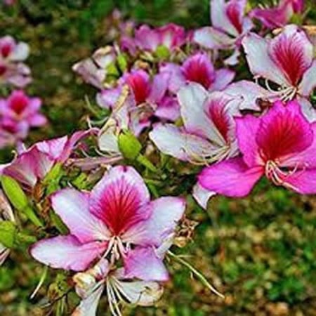 بذور شجرة البوهينيا (خف الجمل)