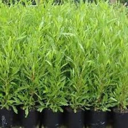 بذور شجرة الدودونيا