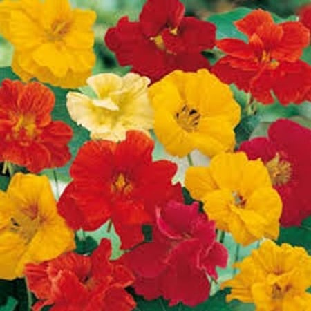 بذور نبات زهرة السالبوت( ابوخنجر)