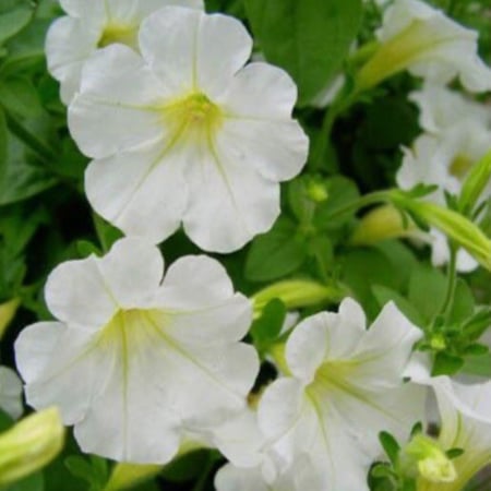 بذور زهور البتونيا