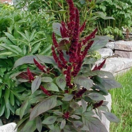 بذور  زهور الأمرانتس