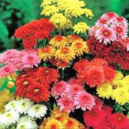 بذور زهرة الأقحوان Chrysanthemum