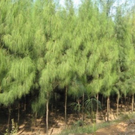 بذور شجرة الكازورينا (الأثل الأمريكي )